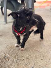 HERBIE, Hund, Terrier-Mix in Spanien - Bild 2