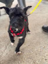 HERBIE, Hund, Terrier-Mix in Spanien - Bild 3