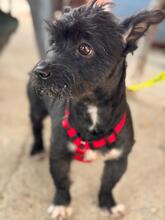 HERBIE, Hund, Terrier-Mix in Spanien - Bild 4