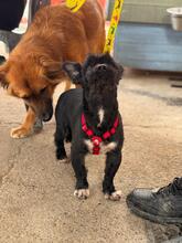 HERBIE, Hund, Terrier-Mix in Spanien - Bild 5