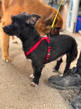 HERBIE, Hund, Terrier-Mix in Spanien - Bild 6