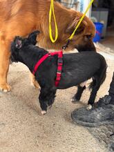 HERBIE, Hund, Terrier-Mix in Spanien - Bild 7