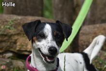 HOLLE, Hund, Jack Russell Terrier in Donzdorf - Bild 1