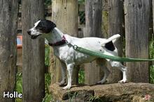 HOLLE, Hund, Jack Russell Terrier in Donzdorf - Bild 2