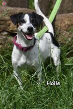HOLLE, Hund, Jack Russell Terrier in Donzdorf - Bild 3
