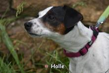 HOLLE, Hund, Jack Russell Terrier in Donzdorf - Bild 4