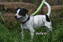 HOLLE, Hund, Jack Russell Terrier in Donzdorf - Bild 5