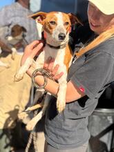KYLIE, Hund, Bodeguero Andaluz-Mix in Spanien - Bild 1