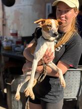 KYLIE, Hund, Bodeguero Andaluz-Mix in Spanien - Bild 2