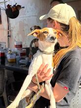 KYLIE, Hund, Bodeguero Andaluz-Mix in Spanien - Bild 3