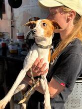KYLIE, Hund, Bodeguero Andaluz-Mix in Spanien - Bild 4