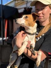 KYLIE, Hund, Bodeguero Andaluz-Mix in Spanien - Bild 5