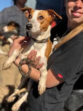 KYLIE, Hund, Bodeguero Andaluz-Mix in Spanien - Bild 6