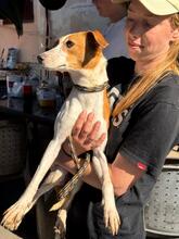 KYLIE, Hund, Bodeguero Andaluz-Mix in Spanien - Bild 7