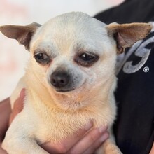 LAURA, Hund, Chihuahua in Spanien