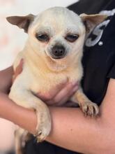 LAURA, Hund, Chihuahua in Spanien - Bild 2