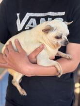 LAURA, Hund, Chihuahua in Spanien - Bild 3