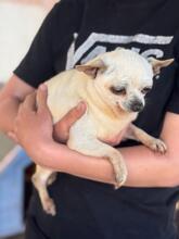 LAURA, Hund, Chihuahua in Spanien - Bild 4