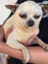 LAURA, Hund, Chihuahua in Spanien - Bild 5