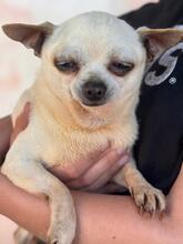 LAURA, Hund, Chihuahua in Spanien - Bild 6