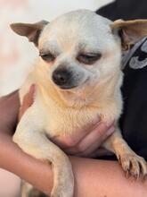 LAURA, Hund, Chihuahua in Spanien - Bild 7