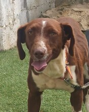TAYLA, Hund, Bretonen Mischling in Spanien