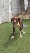 TAYLA, Hund, Bretonischer Spaniel-Mix in Spanien - Bild 2