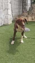 TAYLA, Hund, Bretonischer Spaniel-Mix in Spanien - Bild 3