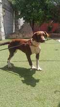TAYLA, Hund, Bretonischer Spaniel-Mix in Spanien - Bild 4