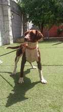 TAYLA, Hund, Bretonischer Spaniel-Mix in Spanien - Bild 5