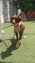 TAYLA, Hund, Bretonischer Spaniel-Mix in Spanien - Bild 6
