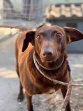 SABRINA, Hund, Podenco in Spanien - Bild 1