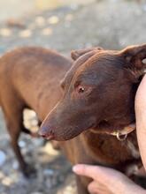 SABRINA, Hund, Podenco in Spanien - Bild 10