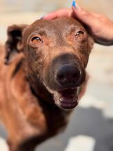 SABRINA, Hund, Podenco in Spanien - Bild 3