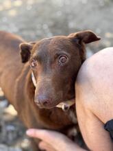 SABRINA, Hund, Podenco in Spanien - Bild 4