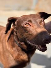 SABRINA, Hund, Podenco in Spanien - Bild 5