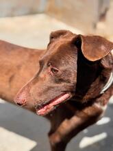 SABRINA, Hund, Podenco in Spanien - Bild 6