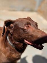 SABRINA, Hund, Podenco in Spanien - Bild 7