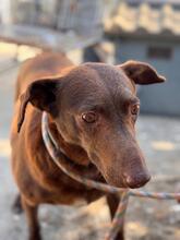 SABRINA, Hund, Podenco in Spanien - Bild 8