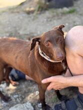 SABRINA, Hund, Podenco in Spanien - Bild 9