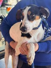 KENNY, Hund, Bodeguero Andaluz-Mix in Spanien - Bild 1