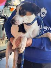 KENNY, Hund, Bodeguero Andaluz-Mix in Spanien - Bild 2
