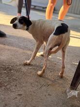KENNY, Hund, Bodeguero Andaluz-Mix in Spanien - Bild 4