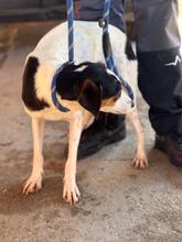 KENNY, Hund, Bodeguero Andaluz-Mix in Spanien - Bild 5