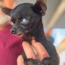 VIOLETA, Hund, Chihuahua in Spanien - Bild 1