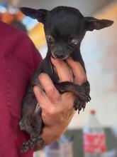 VIOLETA, Hund, Chihuahua in Spanien - Bild 2