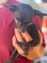 VIOLETA, Hund, Chihuahua in Spanien - Bild 3