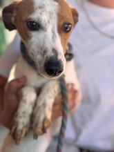KASSIE, Hund, Bodeguero Andaluz-Mix in Spanien - Bild 1
