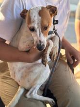 KASSIE, Hund, Bodeguero Andaluz-Mix in Spanien - Bild 2