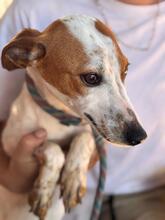 KASSIE, Hund, Bodeguero Andaluz-Mix in Spanien - Bild 3